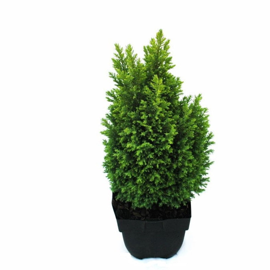 Ädelcypress – Chamaecyparis lawsoniana 'Ellw. Gold' - C2